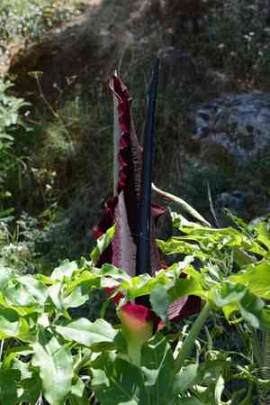 Dragon arum(Dracunculus vulgaris)