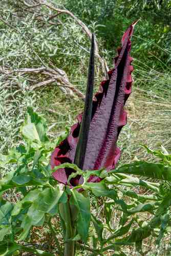 Dragon arum(Dracunculus vulgaris)