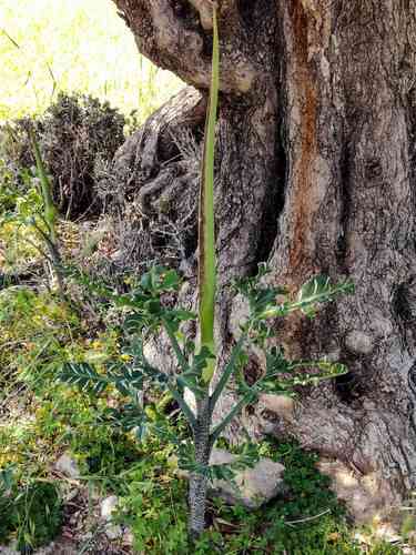 Dragon arum(Dracunculus vulgaris)