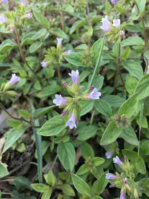 Violet draperia(Draperia systyla)