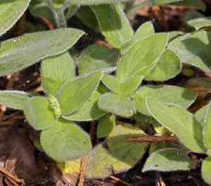 Violet draperia(Draperia systyla)