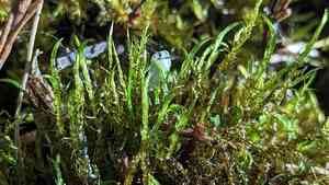 Drepanocladus moss(Drepanocladus aduncus)