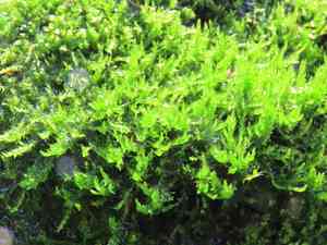 Drepanocladus moss(Drepanocladus aduncus)