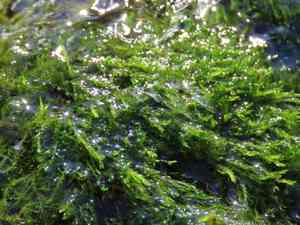 Drepanocladus moss(Drepanocladus aduncus)