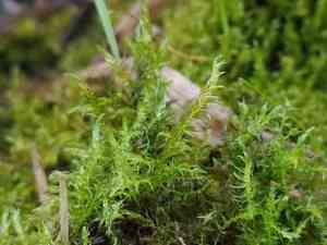 Drepanocladus moss(Drepanocladus aduncus)