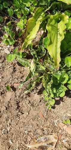 Little white soldiers(Drimiopsis maculata)