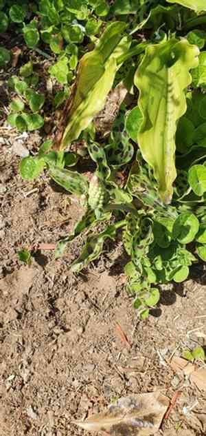 Little white soldiers(Drimiopsis maculata)