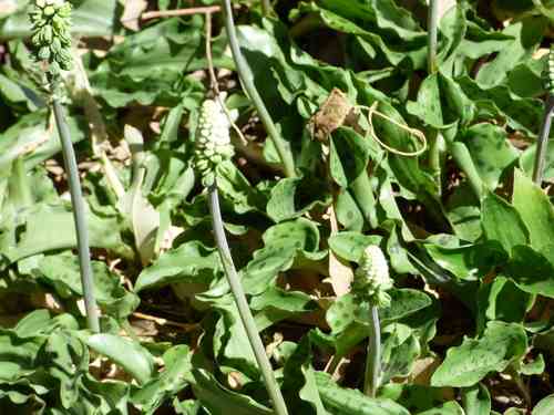 Little white soldiers(Drimiopsis maculata)