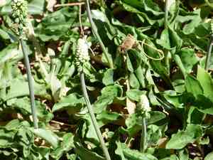 Little white soldiers(Drimiopsis maculata)