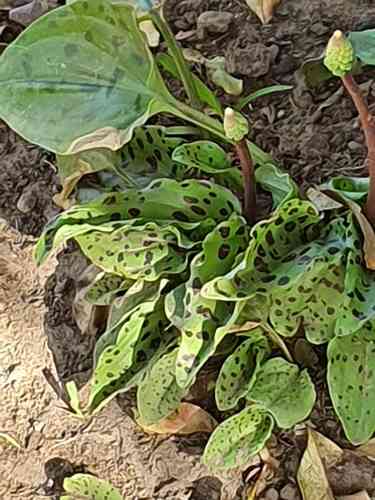 Little white soldiers(Drimiopsis maculata)