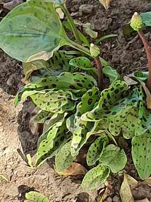 Little white soldiers(Drimiopsis maculata)
