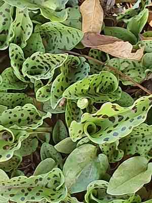 Little white soldiers(Drimiopsis maculata)