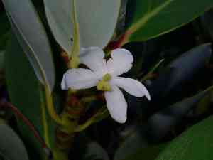 Winter's bark(Drimys winteri)