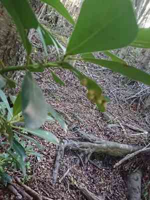Winter's bark(Drimys winteri)