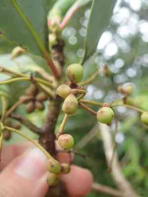 Winter's bark(Drimys winteri)