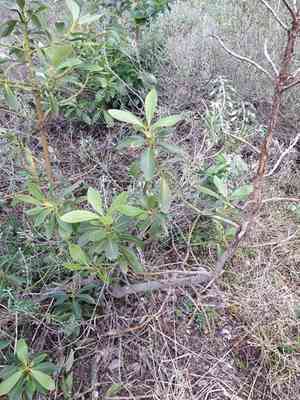 Winter's bark(Drimys winteri)
