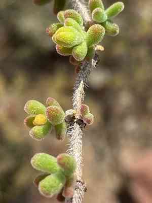 Hairy dewflower(Drosanthemum hispidum)