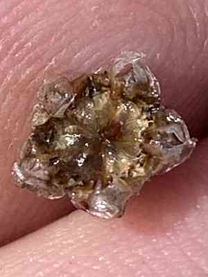 Hairy dewflower(Drosanthemum hispidum)