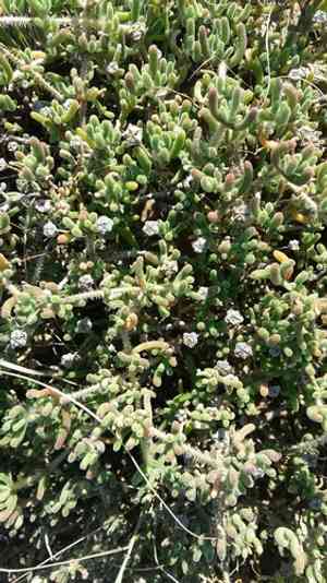Hairy dewflower(Drosanthemum hispidum)