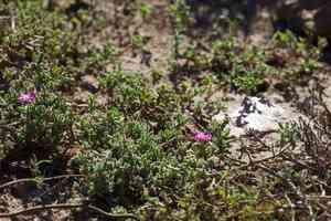 Hairy dewflower(Drosanthemum hispidum)