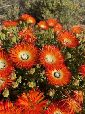 Royal dewflower(Drosanthemum speciosum)