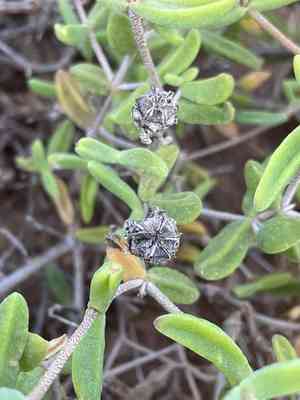 Royal dewflower(Drosanthemum speciosum)