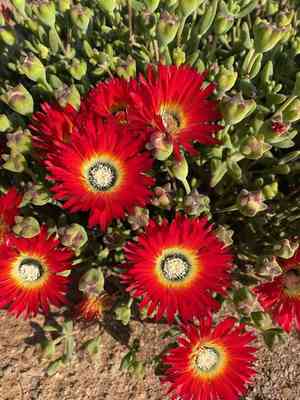 Royal dewflower(Drosanthemum speciosum)