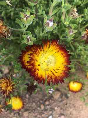 Royal dewflower(Drosanthemum speciosum)