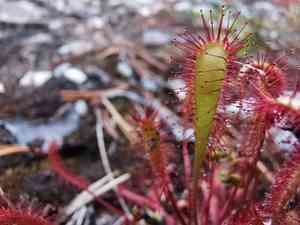 English sundew(Drosera anglica)
