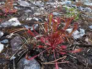 English sundew(Drosera anglica)