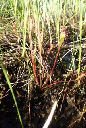 English sundew(Drosera anglica)