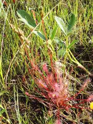 English sundew(Drosera anglica)