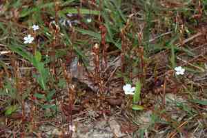 Dwarf sundew(Drosera brevifolia)