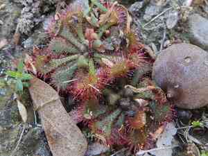 Dwarf sundew(Drosera brevifolia)