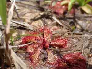 Dwarf sundew(Drosera brevifolia)