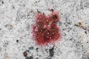 Dwarf sundew(Drosera brevifolia)