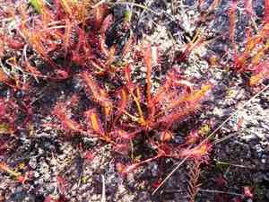 Cape sundew(Drosera capensis)