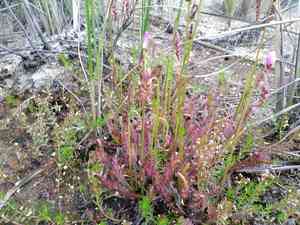 Cape sundew(Drosera capensis)
