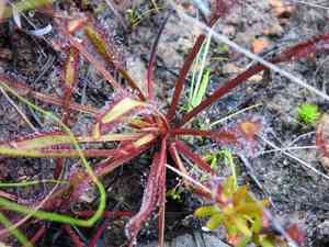 Cape sundew(Drosera capensis)