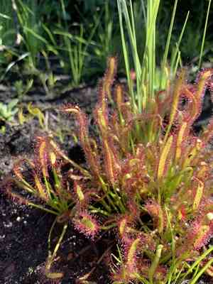 Cape sundew(Drosera capensis)