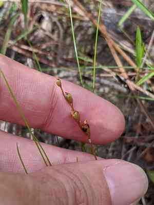 Pink Sundew(Drosera capillaris)