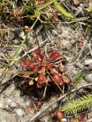 Pink Sundew(Drosera capillaris)