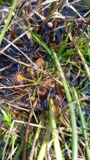 Pink Sundew(Drosera capillaris)
