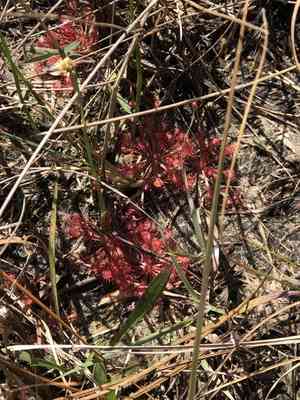 Pink Sundew(Drosera capillaris)