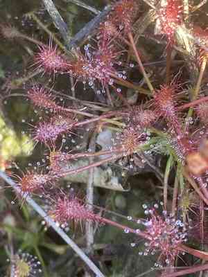 Spoonleaf sundew(Drosera intermedia)