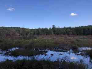 Spoonleaf sundew(Drosera intermedia)