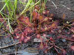 Spoonleaf sundew(Drosera intermedia)