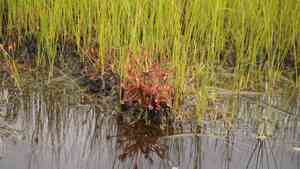 Spoonleaf sundew(Drosera intermedia)