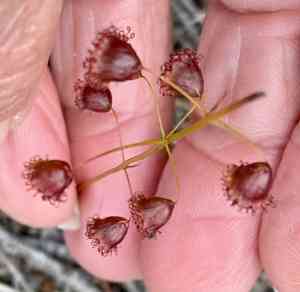 Bridal rainbow(Drosera macrantha)
