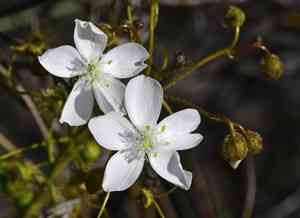 Bridal rainbow(Drosera macrantha)